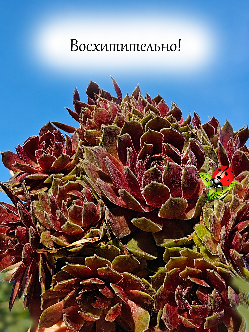 Молодило хамелеон Новая роза