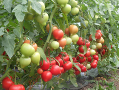 Вегго F1 семена томата полудетерминантного (Enza Zaden / ALEXAGRO)