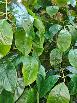 Хлебное дерево 280см в кашпо