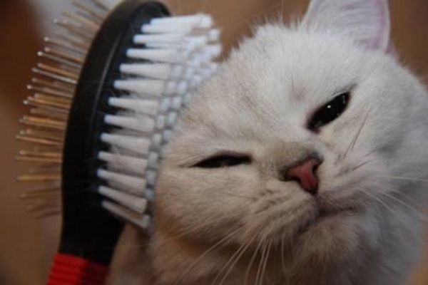 Как ухаживать за котёнком?