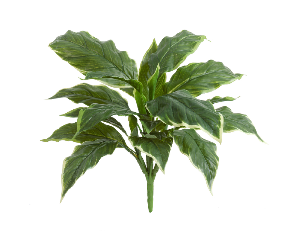 Хоста Соу Свит зелёная с белой каймой д-45/50 см, в-30 см (Sensitive Botanic) 12/96 20.1152GWH