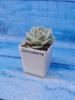 Echeveria Lola (Эхеверия)