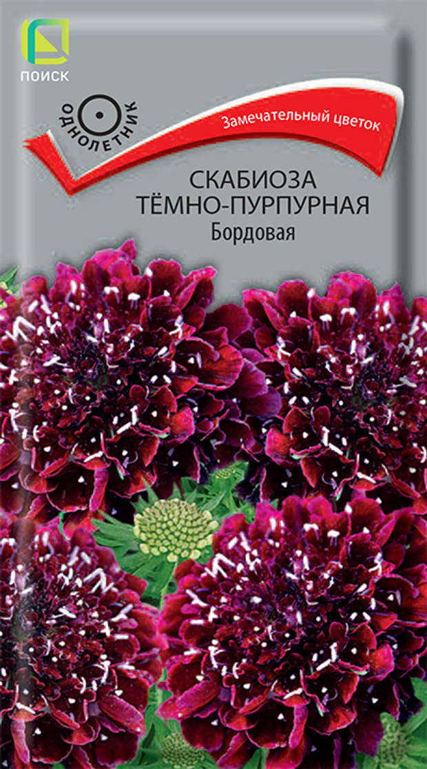 Скабиоза тёмно-пурпурная Бордовая