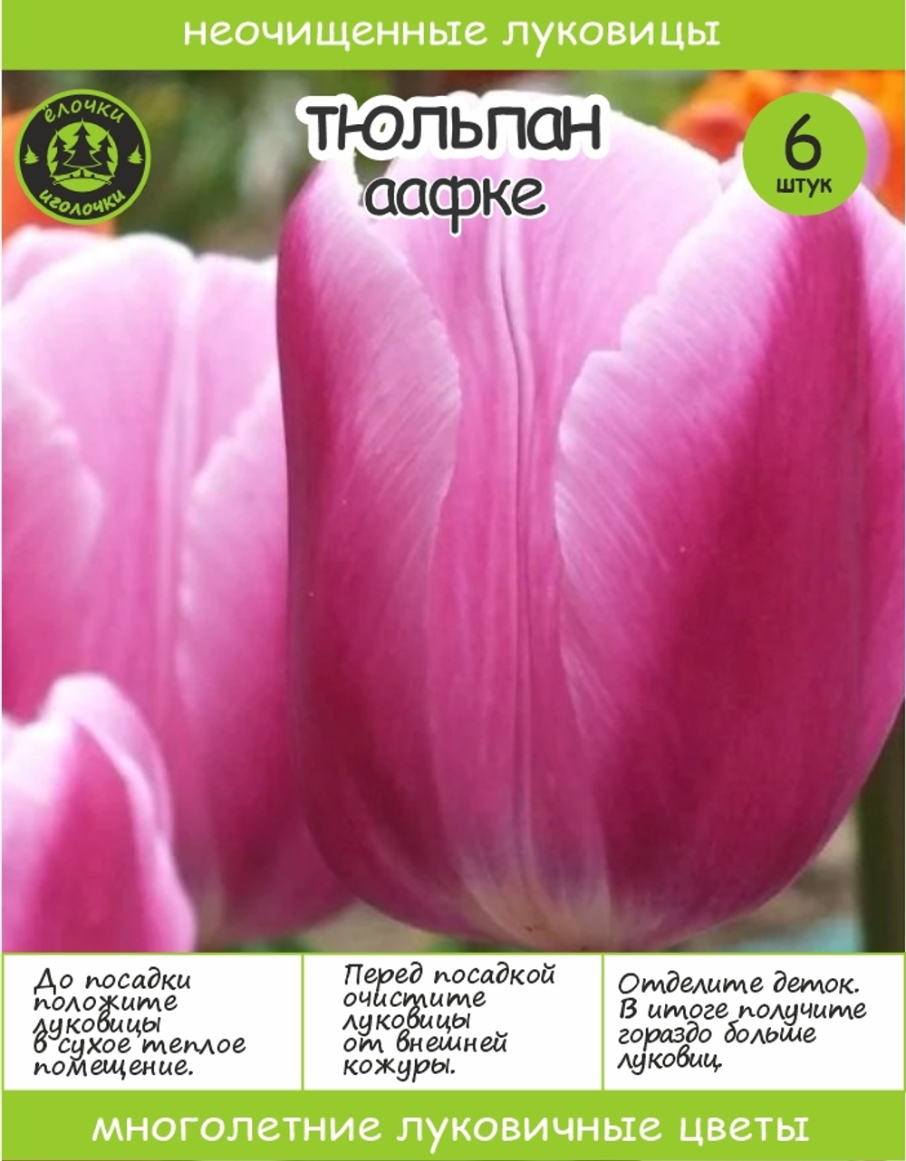 Тюльпан Луковица, Аафке, 6 шт