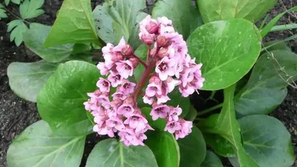 Бадан (лист)