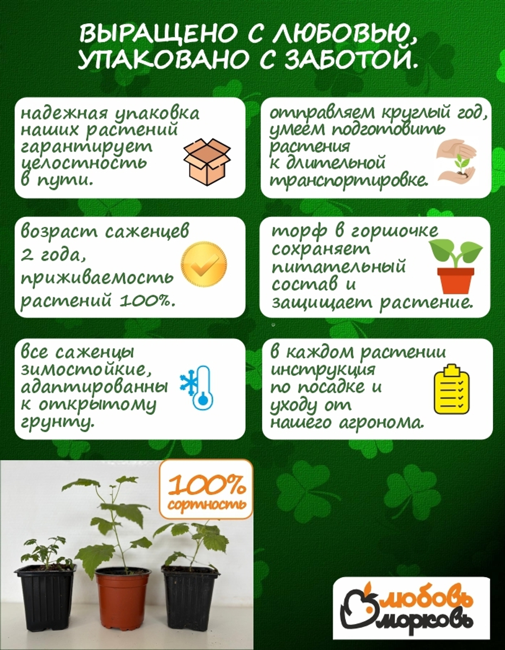 Саженец, Гортензия, Конфетти