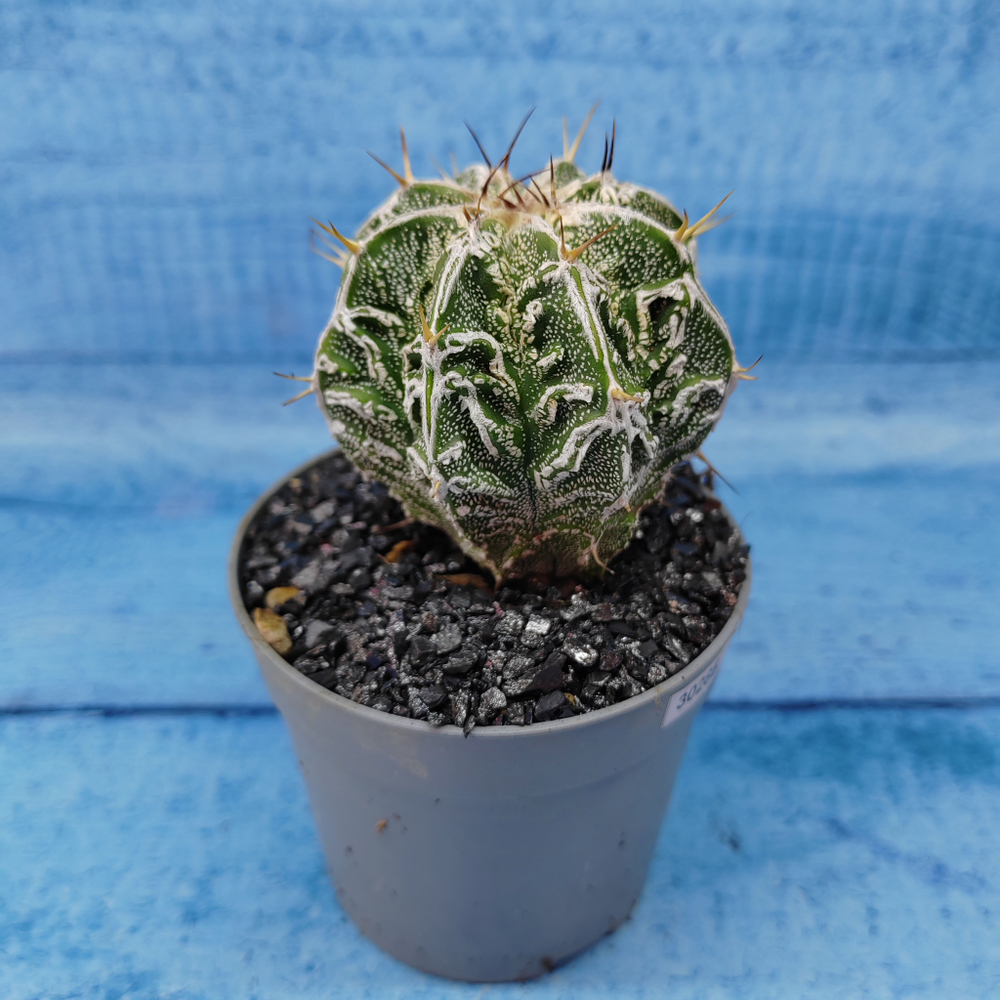 Astrophytum Myriostigma cv. Fukuryu (Астрофитум)