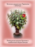 Бегония Каудексная Партита Бонсай