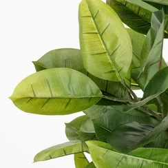 Фикус Эластика высота 160 см