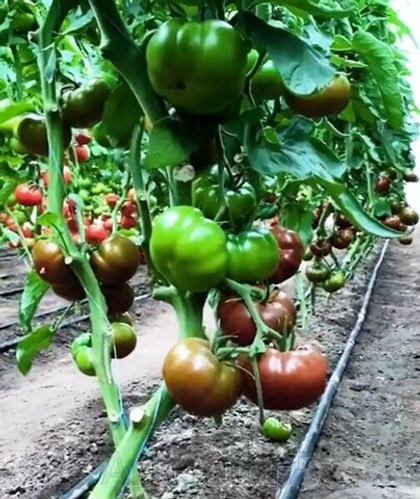 Томат Биг Сашер F1 5шт. (чп)