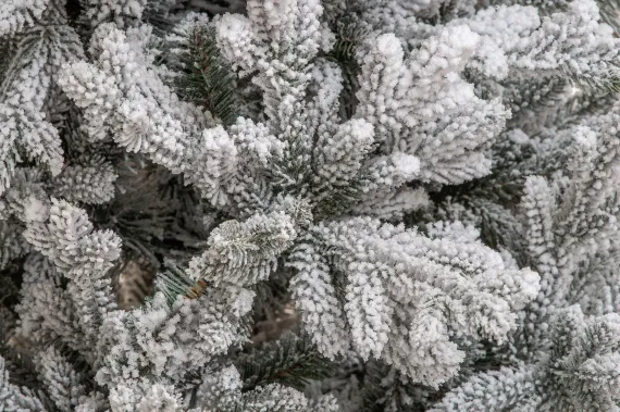 Искусственная елка Имперская заснеженная 180 см., литая хвоя+пвх, ЕлкиТорг (145180)