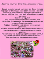 Живучка Шуга плам розовая Аюга многолетник