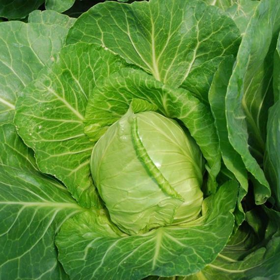 ЕТМА F1 семена капусты белокочанной Rijk Zwaan купить