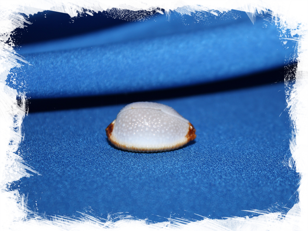 Ципрея стафилея (Staphylaea staphylaea)