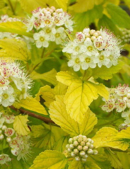 Пузыреплодник калинолистный Дартс Голд С15 60-80