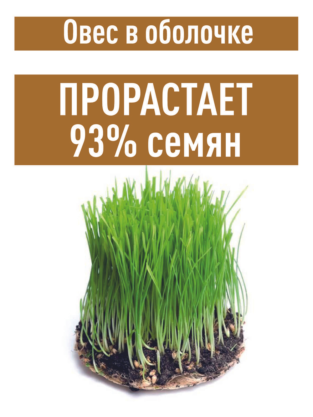 Овес для настоев, 3 кг для запаривания заваривания в оболочке неочищенный в шелухе