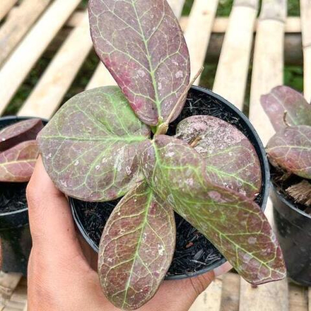 Хойя BUNTOKENSIS RED