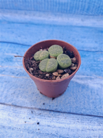 Lithops sp. (Литопсы)