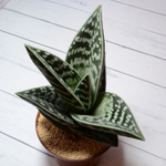 Aloe Variegata (Алоэ)