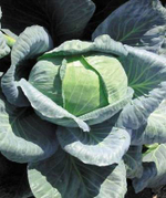 Ларсия F1 семена капусты белокочанной (Seminis / Семинис)