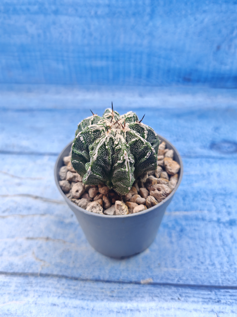 Astrophytum Myriostigma Fukuryu (Астрофитум)