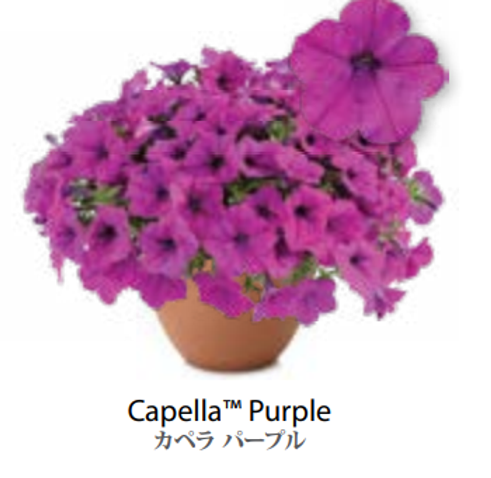 ЕВРО Petunia Capella Purple укорененный черенок ноябрь