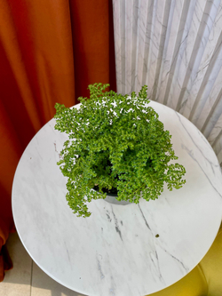 Пилея мелколистная, D11см H25см, 1шт, Россия