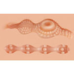 Женская грудь с вагиной Juliana Breast , с ротацией и вибрацией (телесный) (Цвет: телесный)