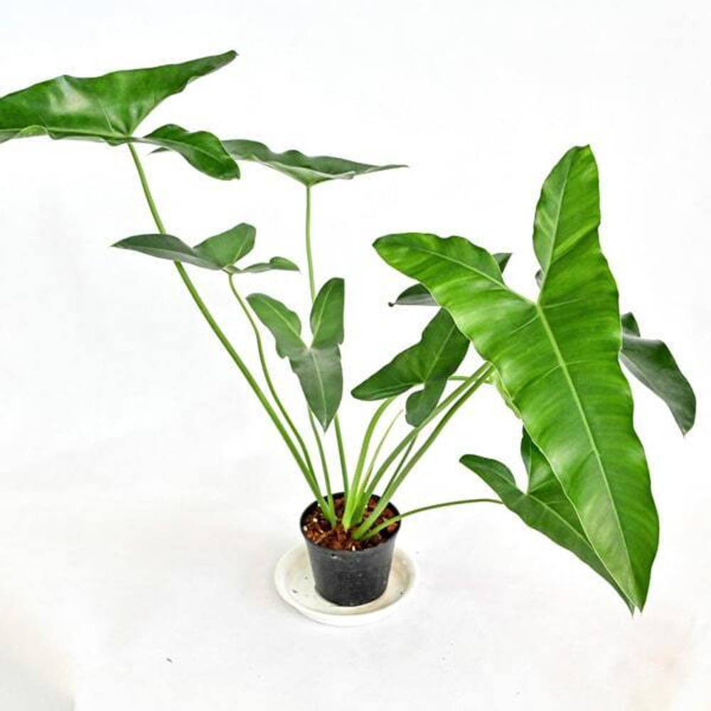 Филодендрон THAUMATOPHYLLUM STENOLOBUM