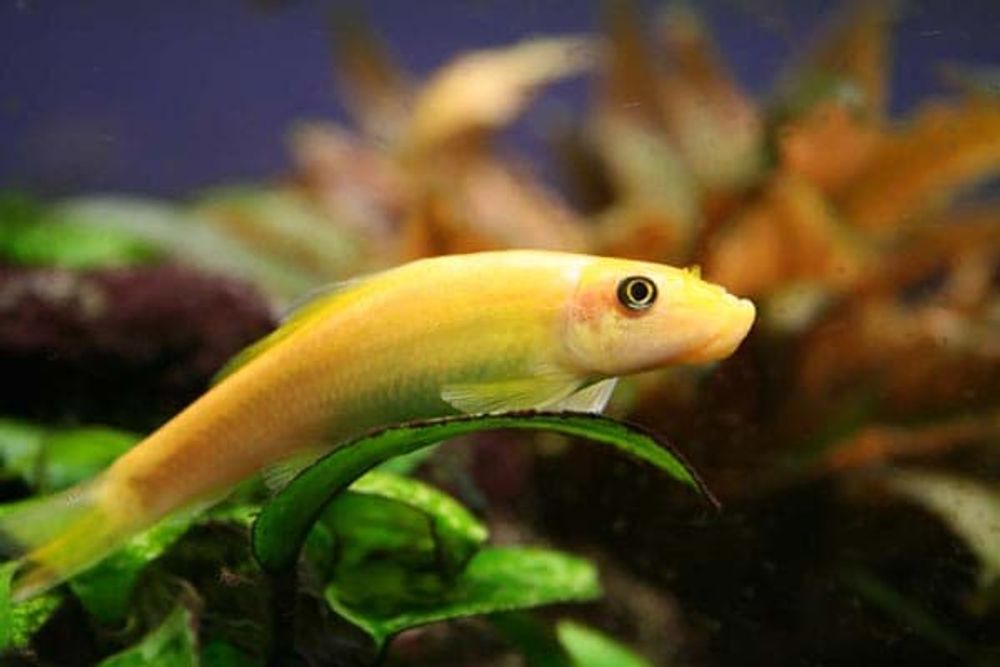 (7)  Сиамский гиринохейл (Gyrinocheilus aymonieri)