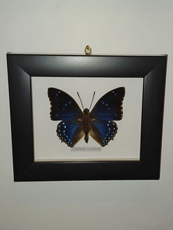 Бабочка Charaxes numenes в рамке