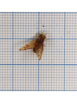 Искусственная приманка "МУХА" 8мм