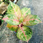 Аглаонема SUSAN