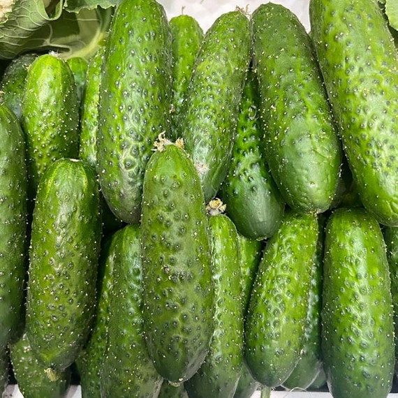 МАДРИЛЕНЕ F1 семена огурца Seminis оисание – фото 4