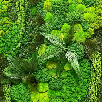 Стабилизированный мох и растения