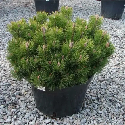 Сосна горная Мугус С35 60-80