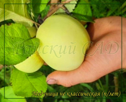 Яблоня Медуница( не классическая)