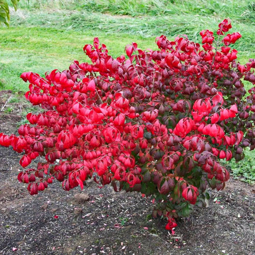 Бересклет крылатый компактус С3 Закупка М60 июнь 2026