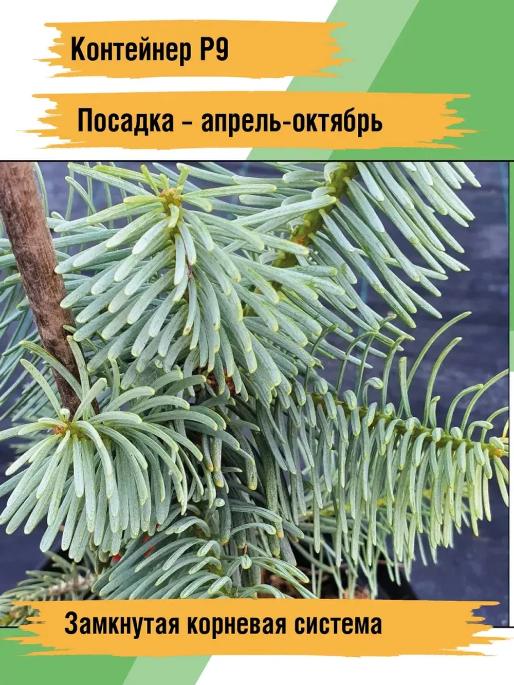 Саженец Пихта одноцветная Конколор