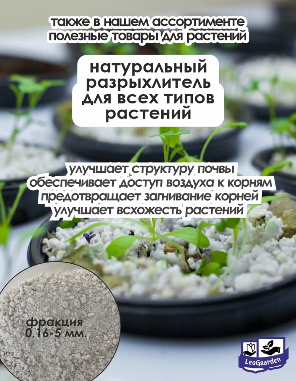 Тюльпан Луковица, Стронг Голд 8+ шт