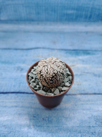 Astrophytum Asterias "Super Kabuto" (Астрофитум)