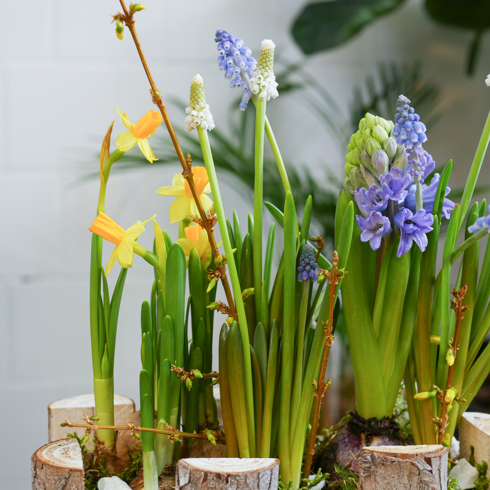 Композиция с первоцветами Брёвна M