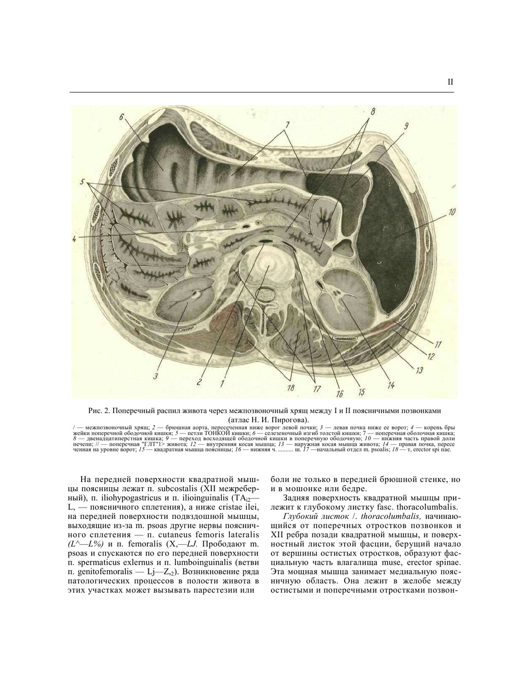Хирургическая анатомия живота | А.Н. Максименков