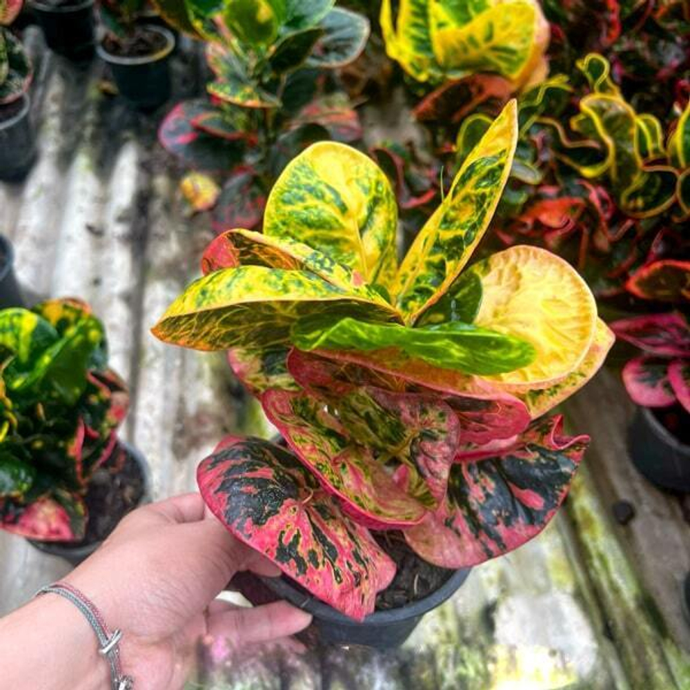 Кротон SEDTHEE MEE CHOK