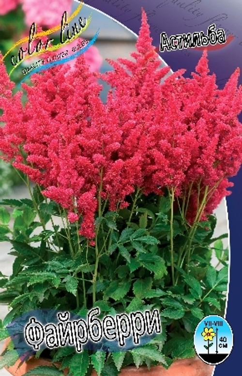 Астильба Fireberry