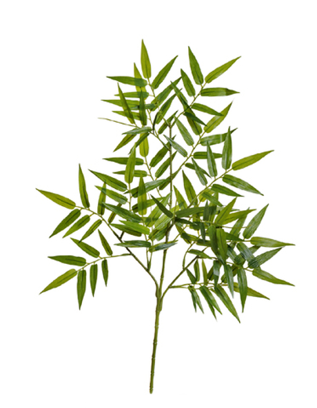 Бамбук ориенталь ветвь