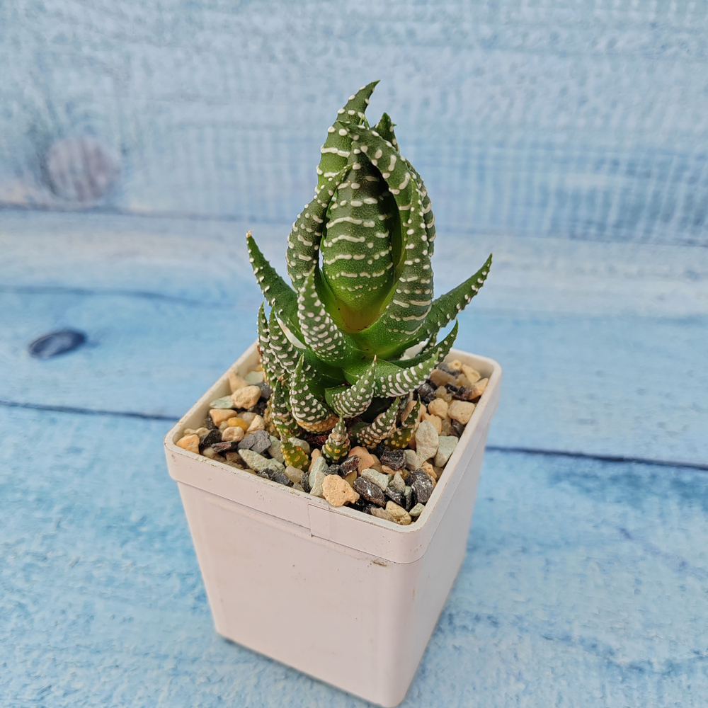 Haworthia Reinwardtii (Хавортия)