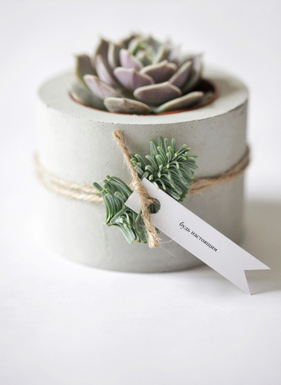 Маленький суккулент в праздничном бетонном кашпо