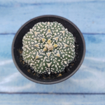 Astrophytum Asterias (Астрофитум)