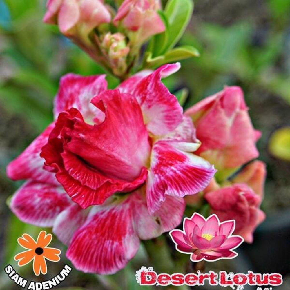 Адениум обесум DESERT LOTUS